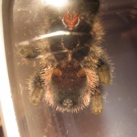 avicularia sp amazonica