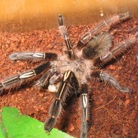 Ephebopus murinus F. "Evilyn"