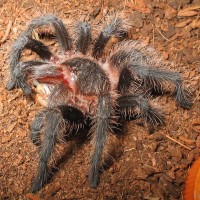 Grammostola grossa