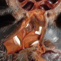 B. Smithi. Male or female?