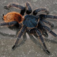 Chromatopelma cyaneopubescens