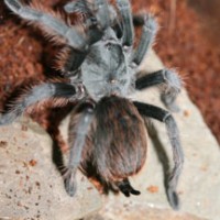 Gray Tarantula? Aphonopelma Cochise?