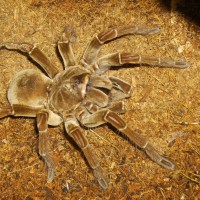 Theraphosa Blondi