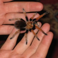 Brachypelma boehemii