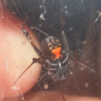 Latrodectus mactans (Southern Black Widow)