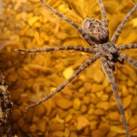 Dolomedes tenebrosus (fishing spider)