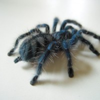 Avicularia Versicolor