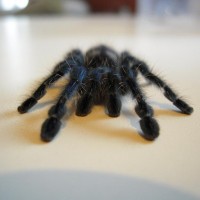 Avicularia Versicolor