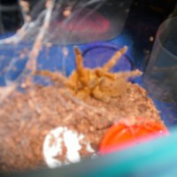 obt