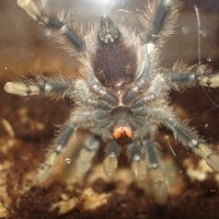 Avicularia avicularia