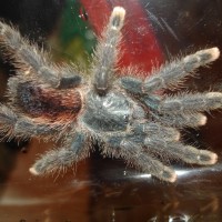 Avicularia avicularia