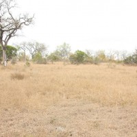 Opistacanthus validus habitat