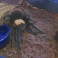 Brachypelma Ruhnaui