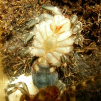 Acanthoscurria geniculata....