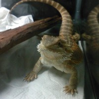 My(Sand Fire)Bearded Dragon