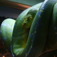 GTP From Singapore Zoo
