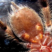 Sub Adult B. smithi