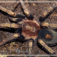 Cyclosternum sp. "Machalla"