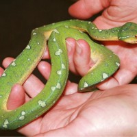 2 Year Old Green Tree Python