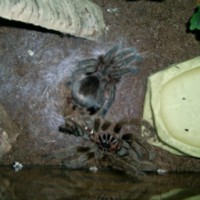 After the molt