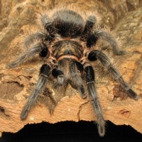 0.1 Brachypelma albopilosum