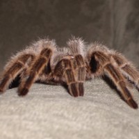 Grammostola Rosea