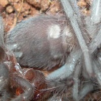 Lasiodora parahybana