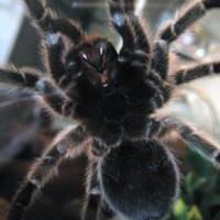 G. Rosea (Female?) - NEW PIC