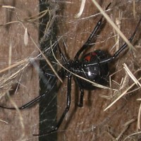 huge black widow