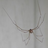 cellar spider