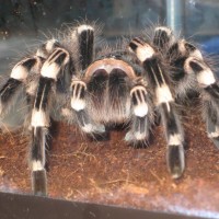 A. Geniculata