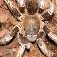 A. seemani or Eupalastrus campestratus