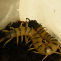 Scolopendra cingulata 2