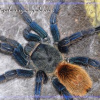 C cyaneopubescens