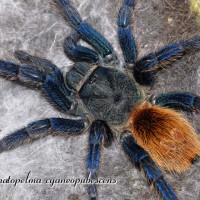C cyaneopubescens