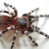 Acanthoscurria Geniculata