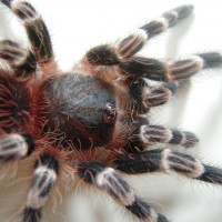 Acanthoscurria Geniculata