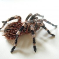 Acanthoscurria Geniculata