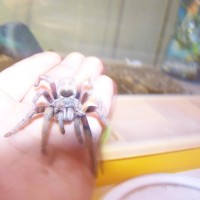 cyclosternum sp from peruvian andes