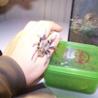 cyclosternum sp from peruvian andes