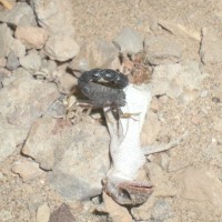 Orthochirus sp. eating leftover lizard in Iraq