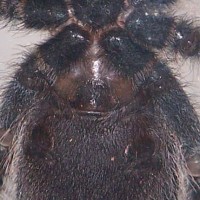 A. Avicularia