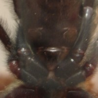 P. irminia