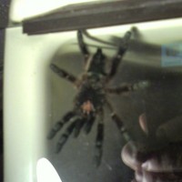 Avicularia versicolor