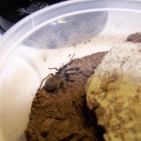 species from peru might be a paraphysa sp