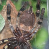 P.Regalis Sex ?