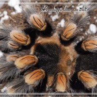 B smithi