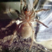 Sex my B. smithi