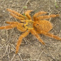 Pterinochilus murinus