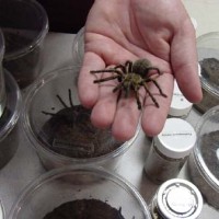 Some of our Spiders and a Painting I did